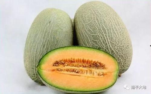 今日万邦哈密瓜,夏日甜蜜新宠，尽享西域风味
