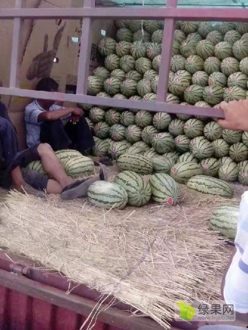 麒麟瓜今日价格宁夏,新鲜上市，品质保证！”