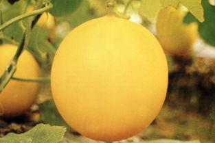 运城今日吃瓜事件,揭秘背后真相与网络舆论风暴