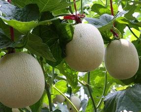 今日网纹瓜价格行情查询,涨跌互现，市场动态解析