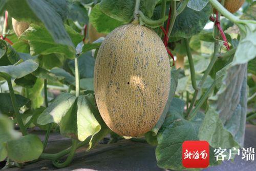 三亚哈密瓜今日价格最新,价格行情一览”