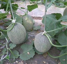 哈密瓜价格今日价安徽,市场行情一览”