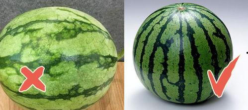 今日有什么瓜,娱乐圈最新瓜料，揭秘明星幕后故事