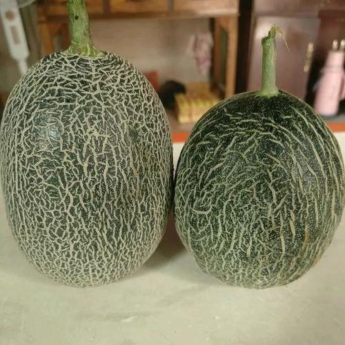 今日哈密瓜的价格查询,今日哈密瓜价格行情一览