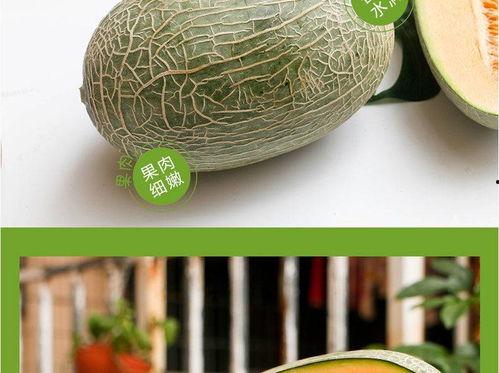 今日海南哈密瓜批发价,品质佳受市场热捧