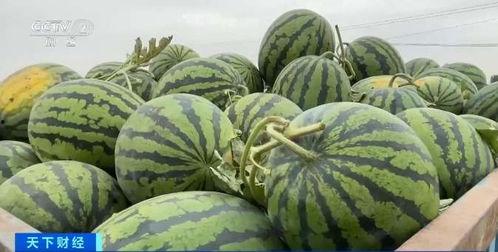 今日瓜干价格行情最新,价格波动与趋势分析