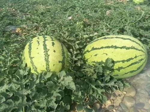 宁夏硒砂瓜今日行情,今日行情火爆，品质优良备受青睐”