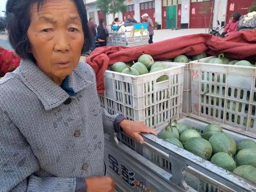 石头瓜今日行情下跌了吗,下跌趋势明显