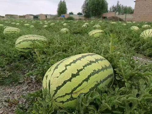 石头瓜今日行情下跌了吗,下跌趋势明显