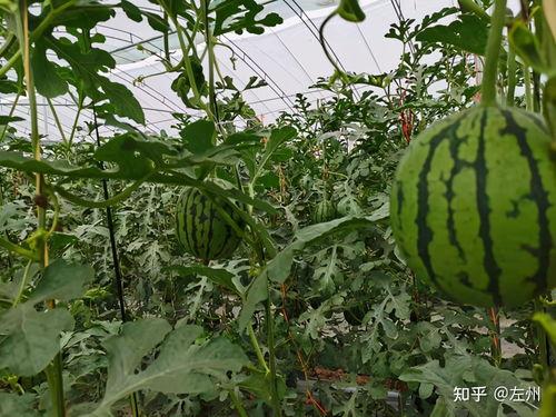 小吊瓜今日产地行情,今日价格波动及市场动态解析”