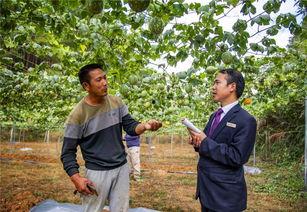 小吊瓜今日产地行情,今日价格波动及市场动态解析”