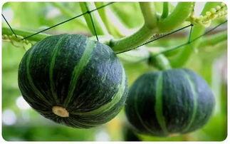 夸瓜今日价格,揭秘市场动态与投资机遇”