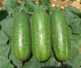 今日毛瓜批发价格,涨跌互现，市场动态解析