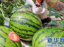 灵溪今日吃瓜最新消息,揭秘今日热点事件背后的真相