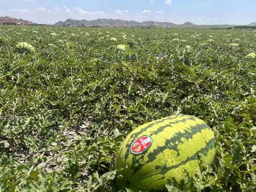 宁夏今日吃瓜爆料