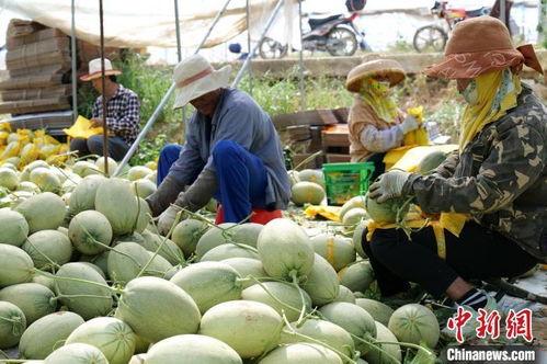 海南东方哈密瓜今日价格,价格行情一览