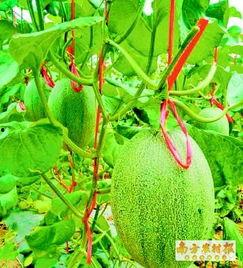 海南东方哈密瓜今日价格,价格行情一览