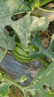 保定麒麟瓜今日价,价格行情一览”