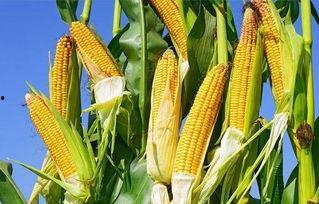 今日吊瓜行情走势最新,涨跌波动，市场动态解析