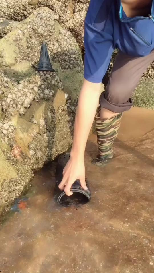 今日八瓜鱼价格,今日市场行情一览