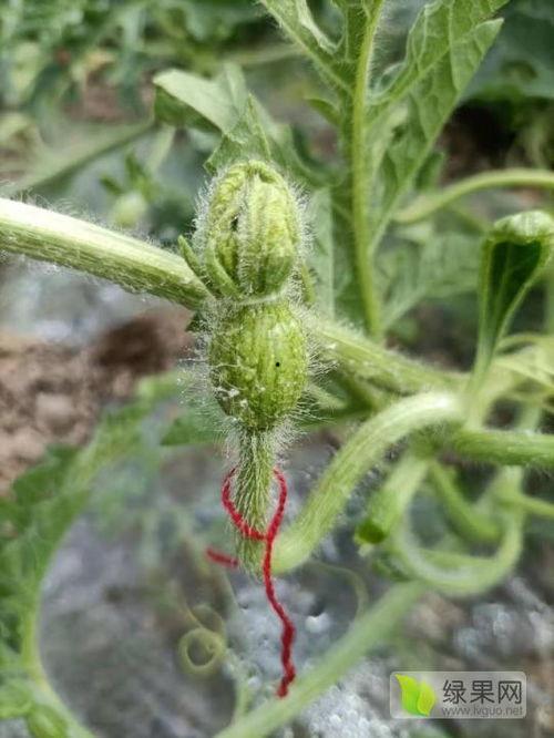 云南三月瓜今日行情,春意盎然，价格波动引关注