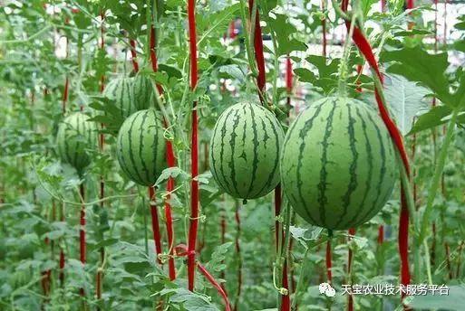 今日高瓜价格,市场动态一览”