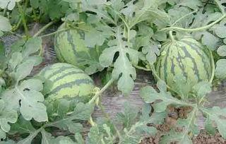 山东西瓜今日收瓜价,行情波动，市场动态一览”