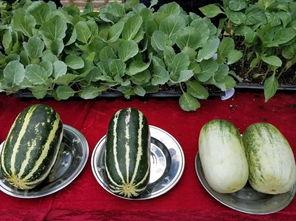 怎么看今日吃瓜,揭秘娱乐圈最新热点事件