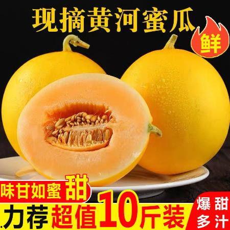 今日金红宝瓜价格