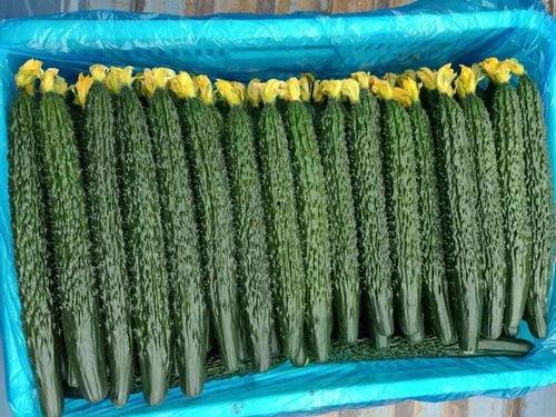 西胡芦瓜今日价格,今日西葫芦瓜价格波动解析