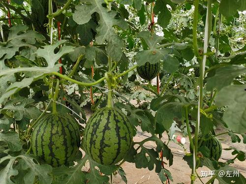 小吊瓜今日价格表,市场行情一览