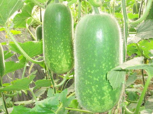 51热门大瓜今日大瓜热门话题