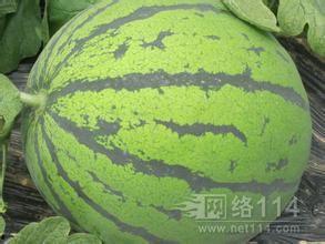 2023礼品瓜今日行情,新鲜热销，价格波动解析