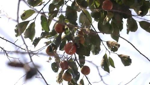 今日大沙河吊瓜行情如何,丰收季喜讯连连