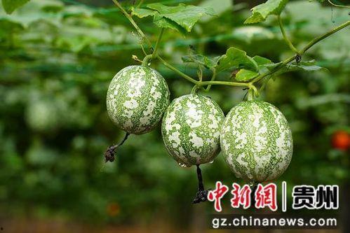 今日大沙河吊瓜行情如何,丰收季喜讯连连