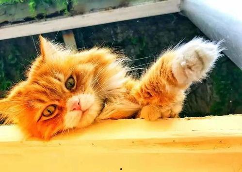 51热门大瓜今日大瓜喵小吉,喵小吉揭秘51热门大瓜今日大瓜精彩瞬间