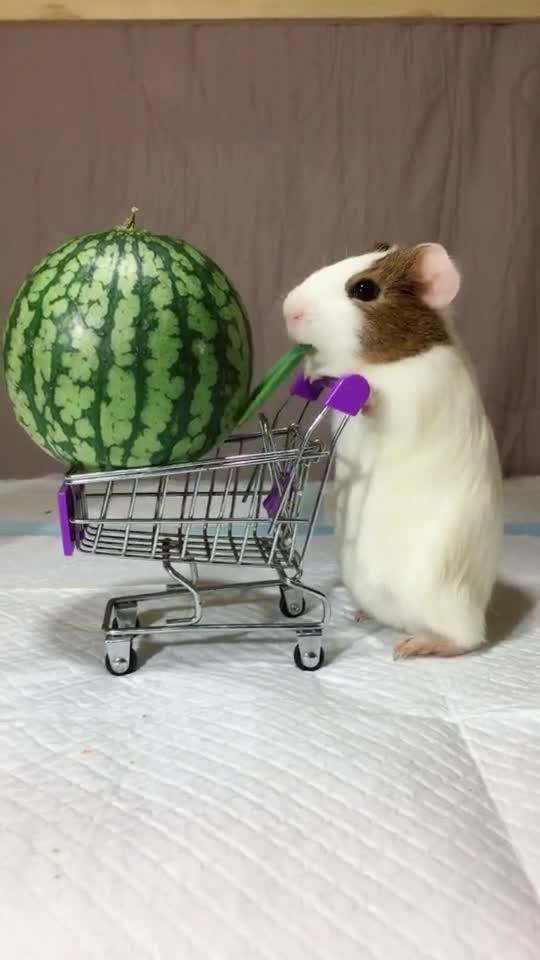 51热门大瓜今日大瓜喵小吉,喵小吉揭秘51热门大瓜今日大瓜精彩瞬间