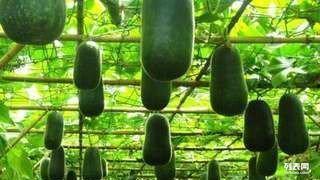 山东潍坊吊瓜今日价格表,行情稳定，品质优良