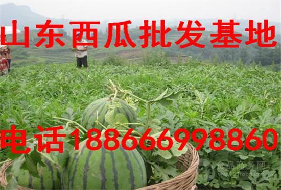 今日大棚小瓜价格,丰收季喜讯连连