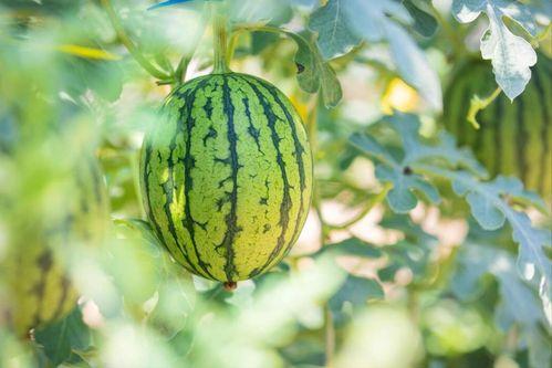 51吃瓜今日吃瓜地址,揭秘今日热门吃瓜地址，精彩内容不容错过！