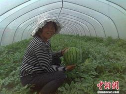 今日农村卖瓜视频下载,揭秘今日农村卖瓜视频背后的下载热潮