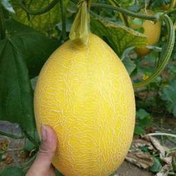 北海哈密瓜今日价格行情最新,价格行情一览无余